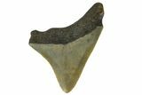 Juvenile Megalodon Tooth - North Carolina #172659-2